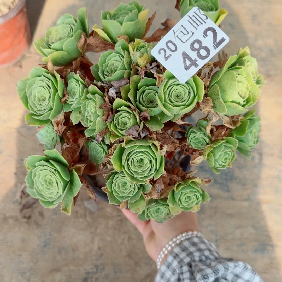 绿羊绒482满20包邮断枝不包