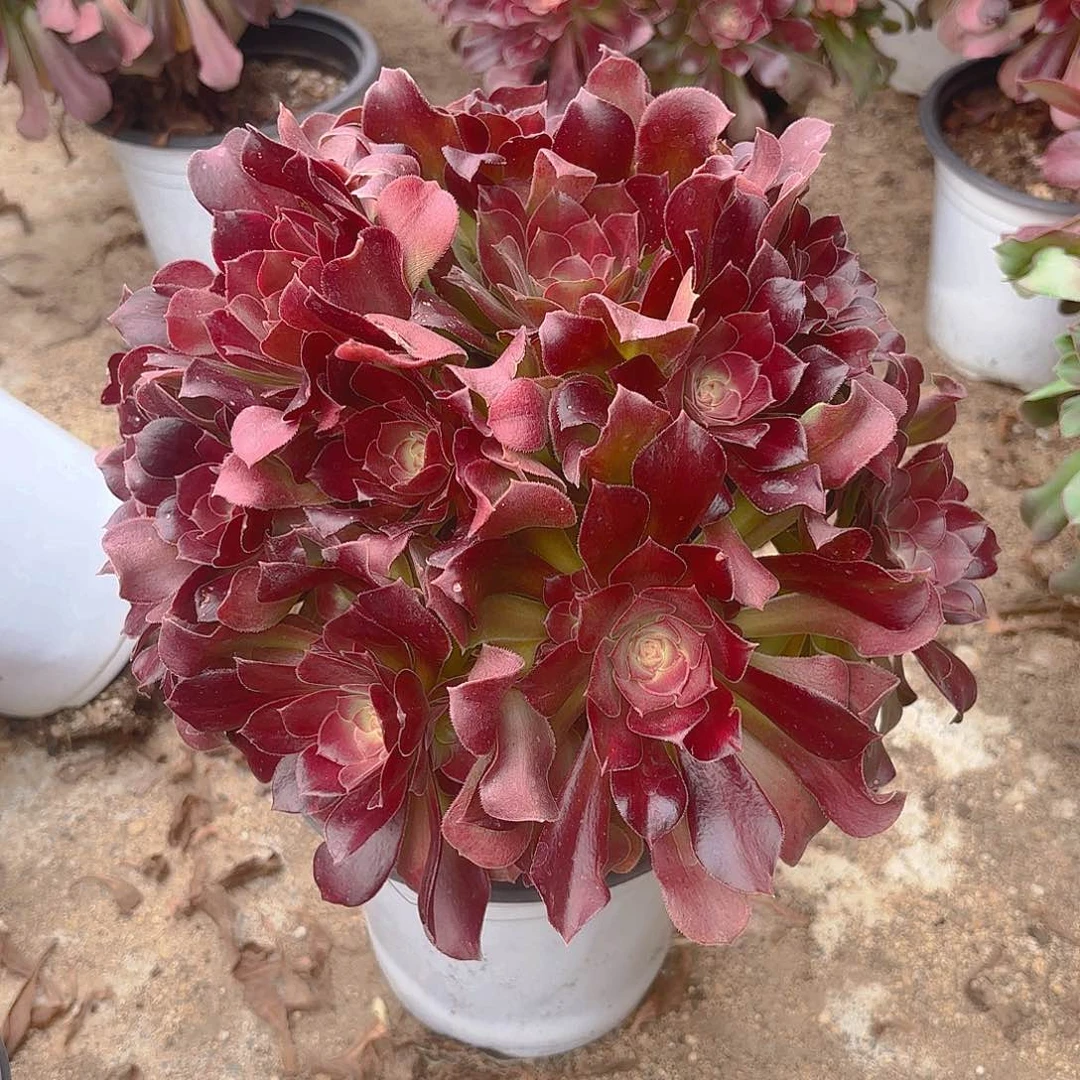 红玫瑰老庄多肉植物