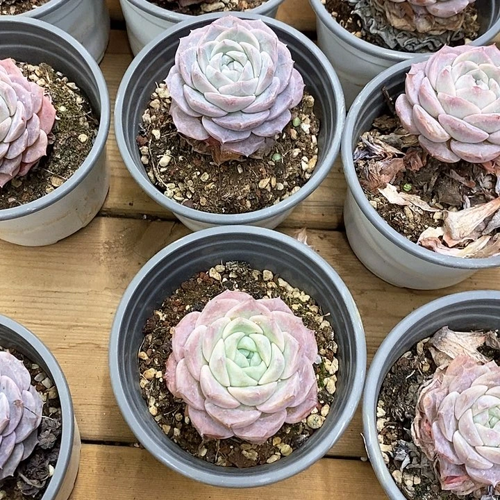 93。单头纯爱。福利多多