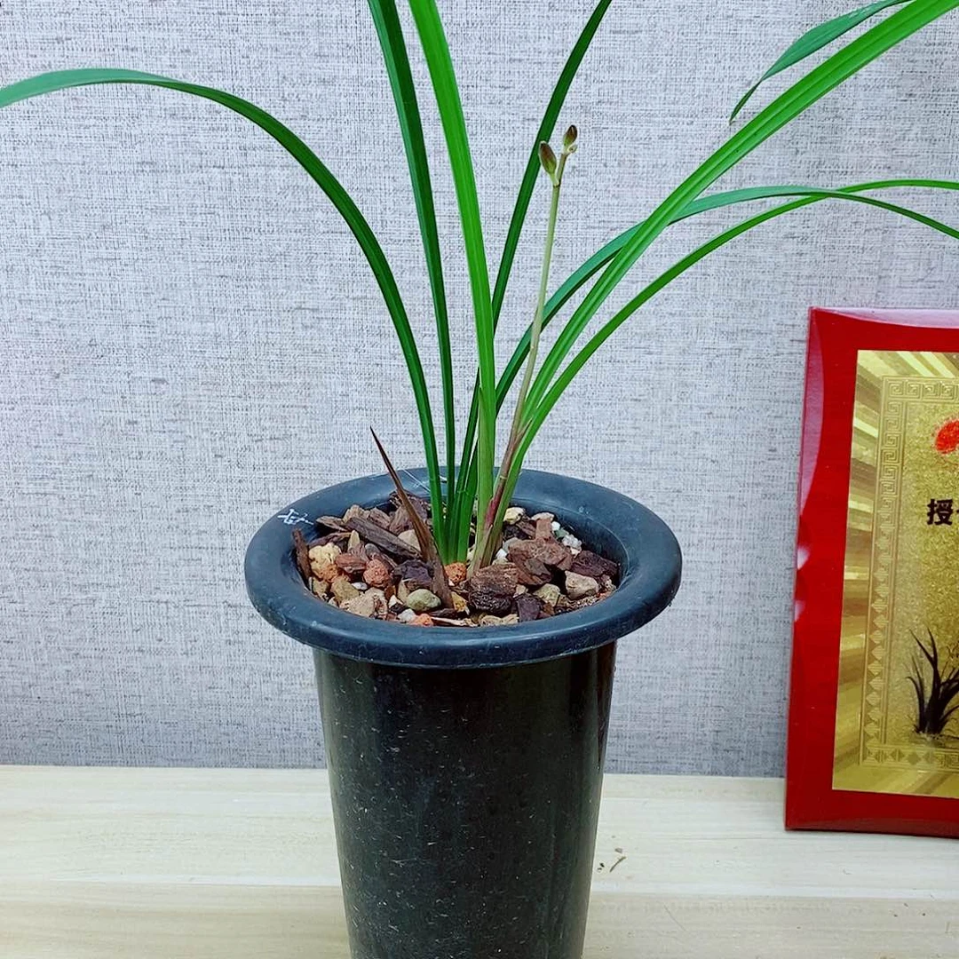 当前无花栽培后可以开花丹