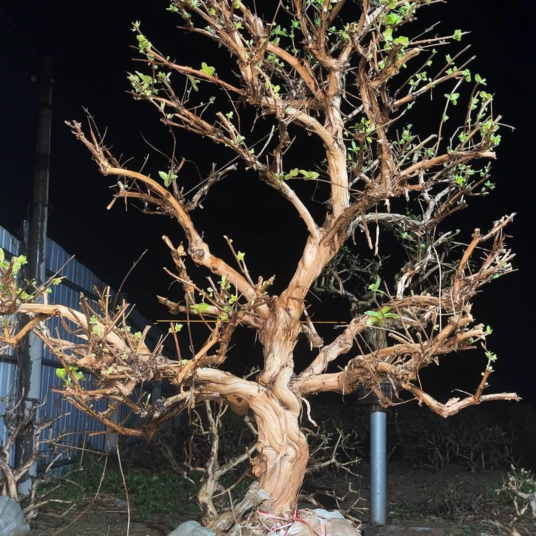 当前无花栽培后可以开花