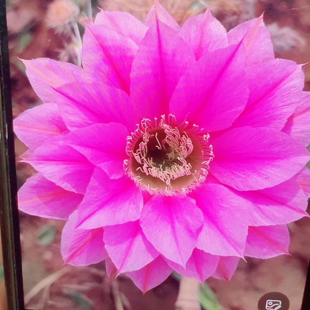 彩草 嫣女王 侧芽满20包邮