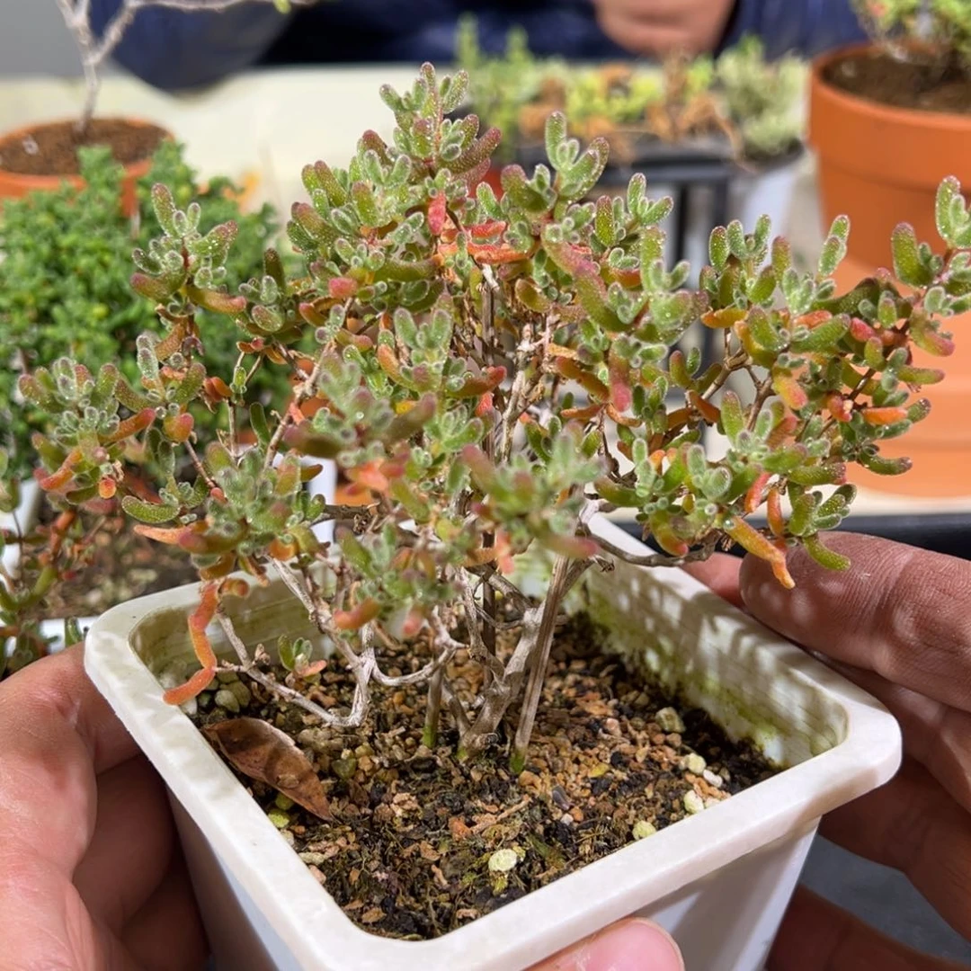 10白方冰糖老桩枝干