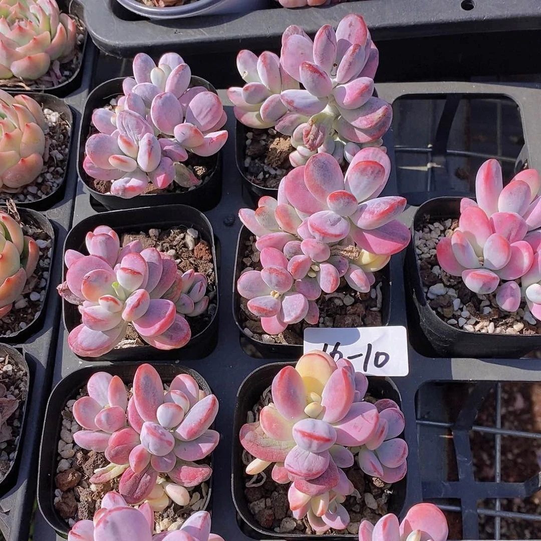 16-10 乒乓福娘锦福利一颗量拍