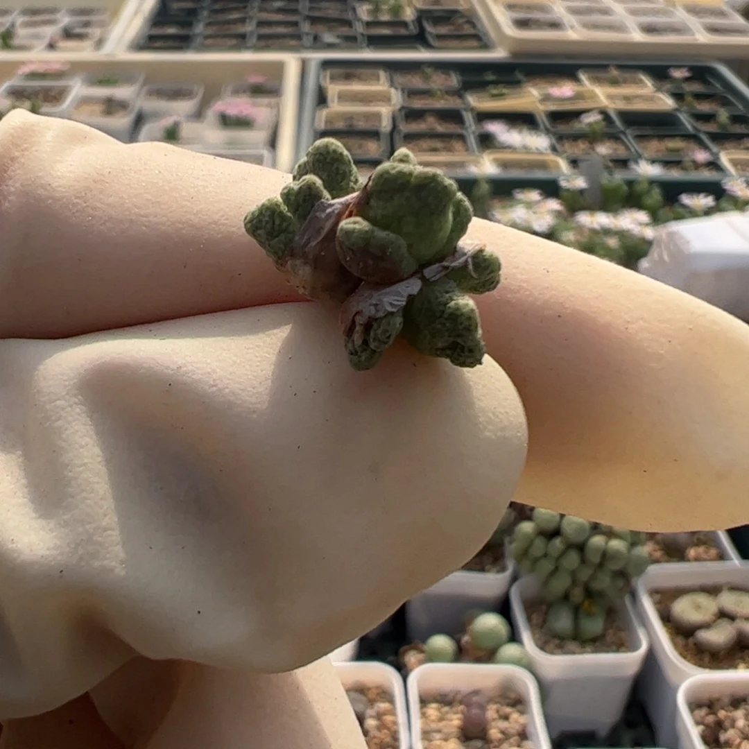 h11 好看的多肉冲冲冲