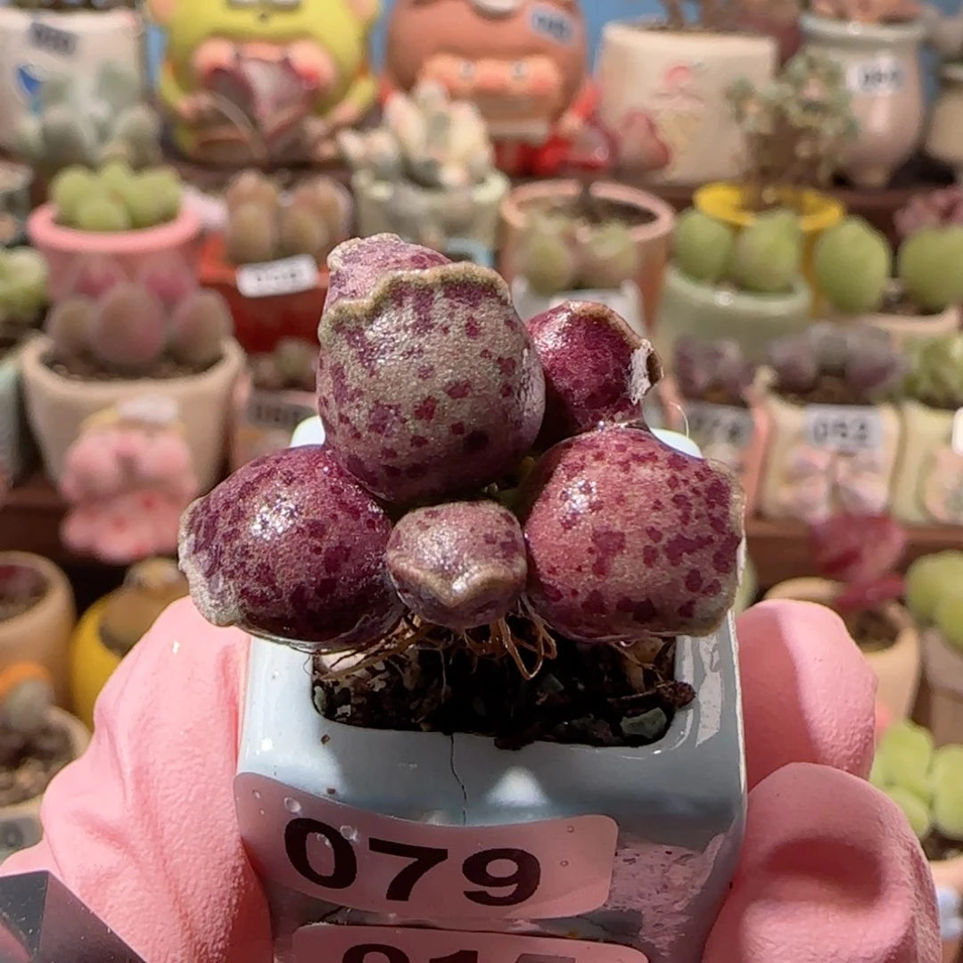 T可爱紫丸盆口2cm