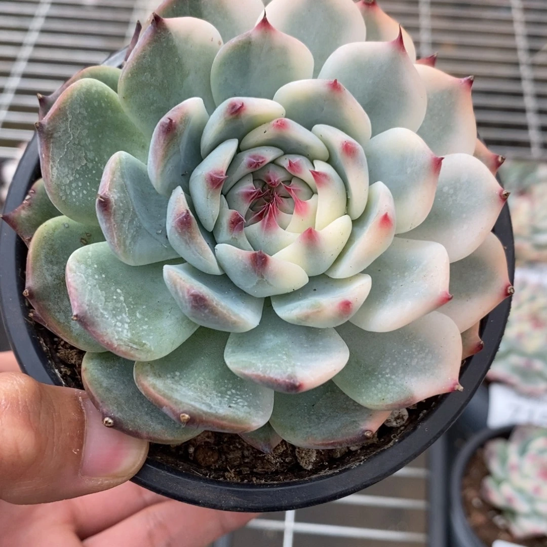 吉娃娃锦多肉植物7162