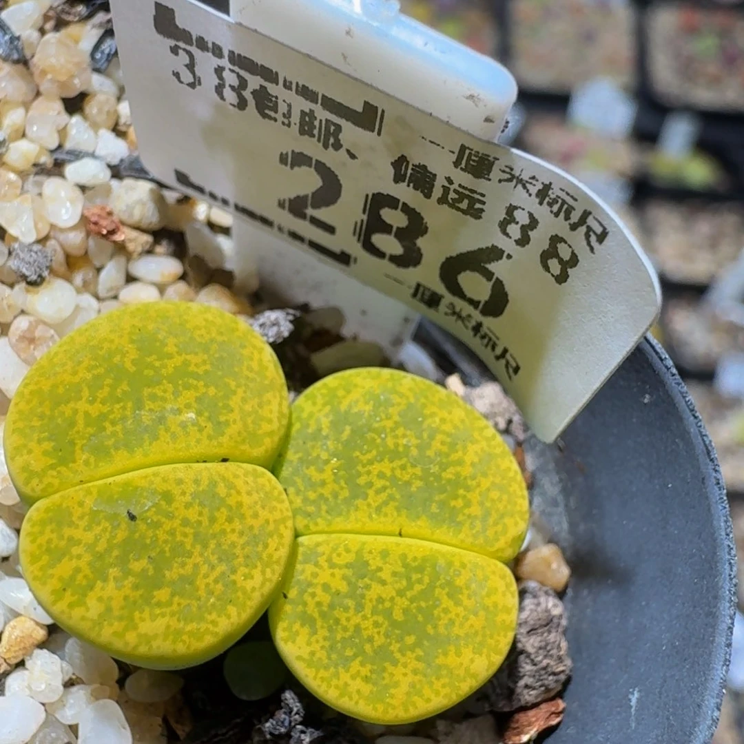 zzzZ生石花肉锥286高特