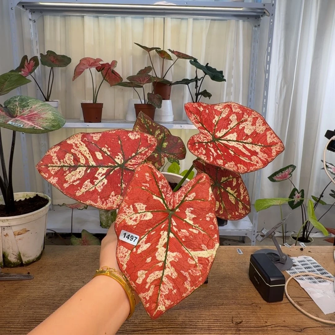 无花朵玛丽    1497