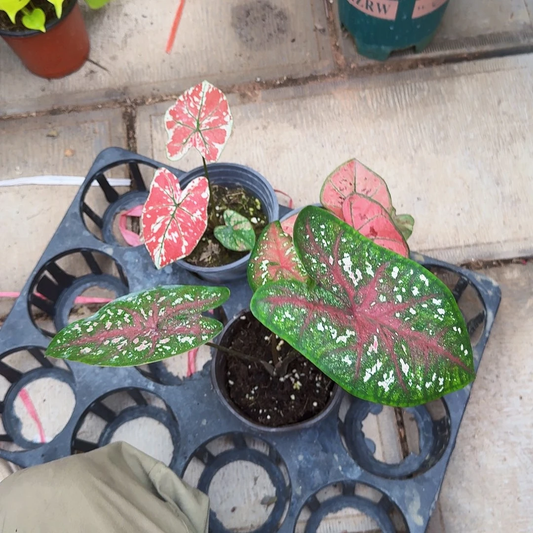 完全开放彩叶芋三颗