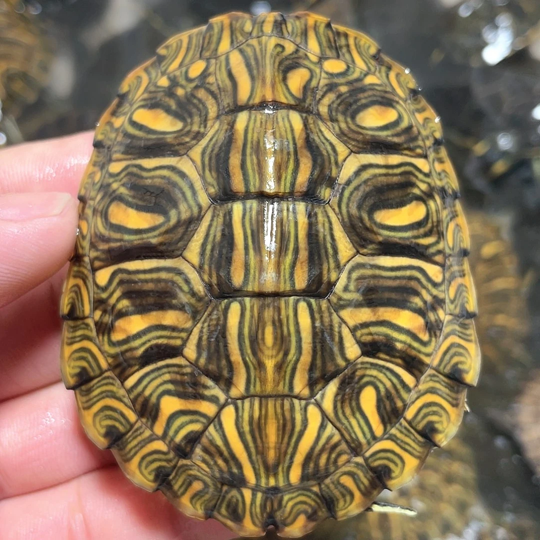 宠物龟不分公母7.6