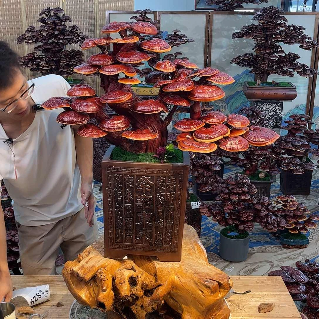 用***斯无花朵4888888888888