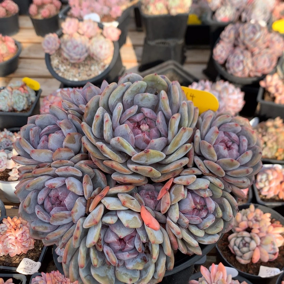 *****22厘米有砍日系石榴籽 紫皮 64