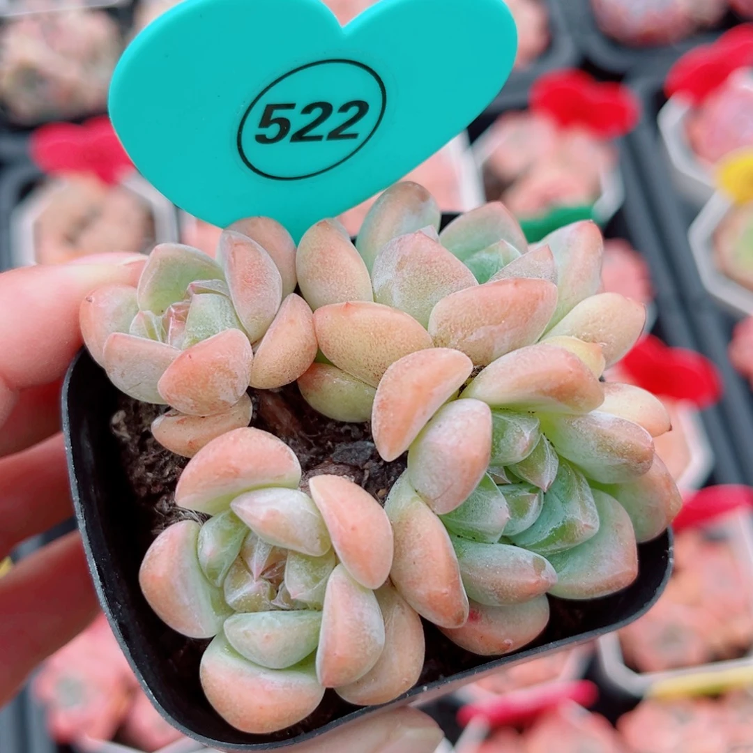522号小老桩糖心群