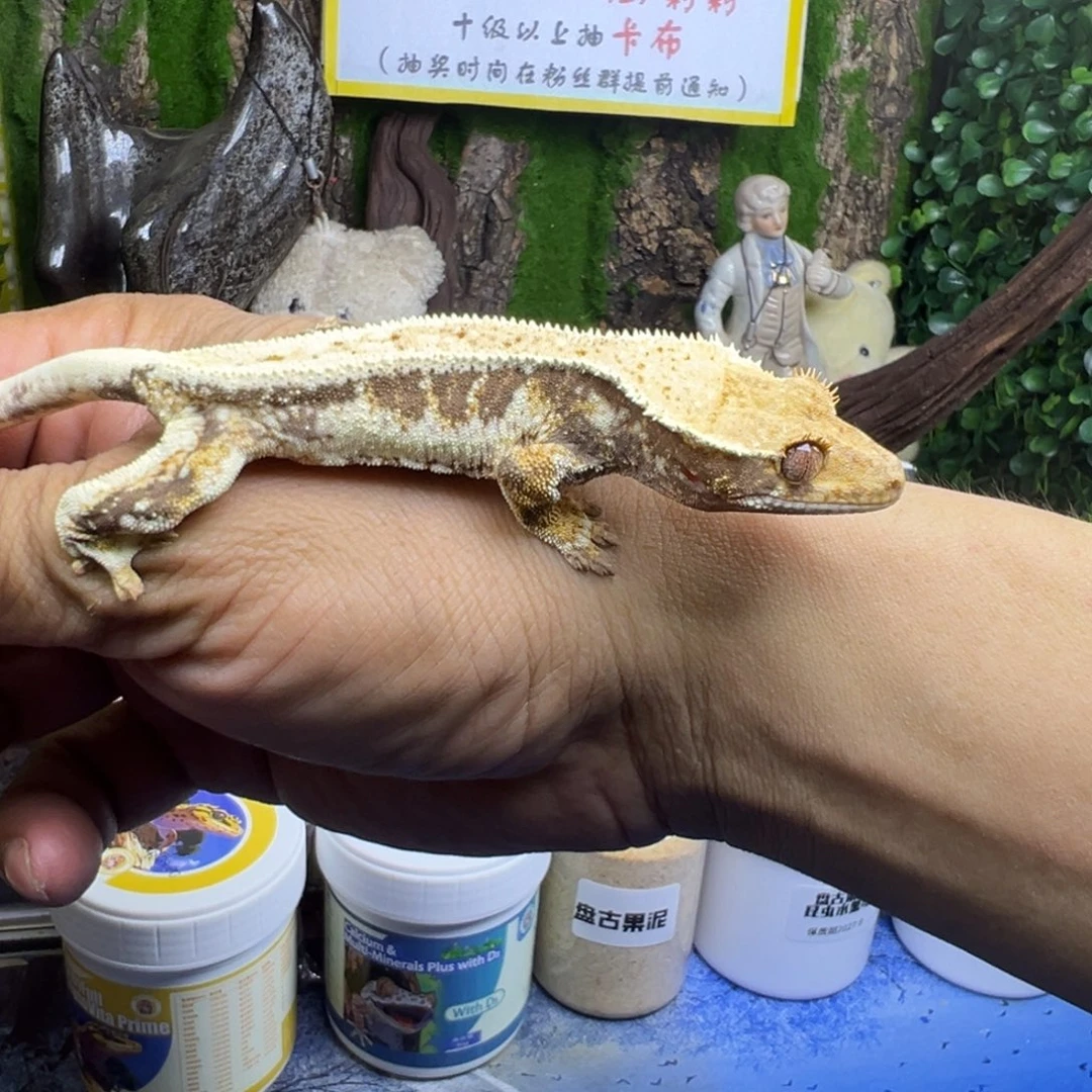 睫角守宫三色莉莉