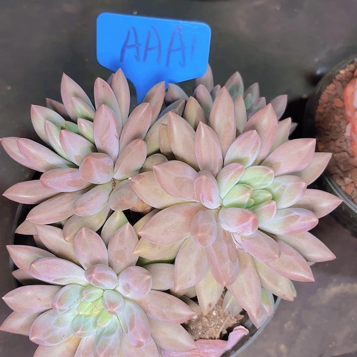 守*红蜻蜓AAA1........