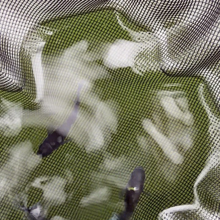 青鳉鱼编号 12 短鳍天目 3 条