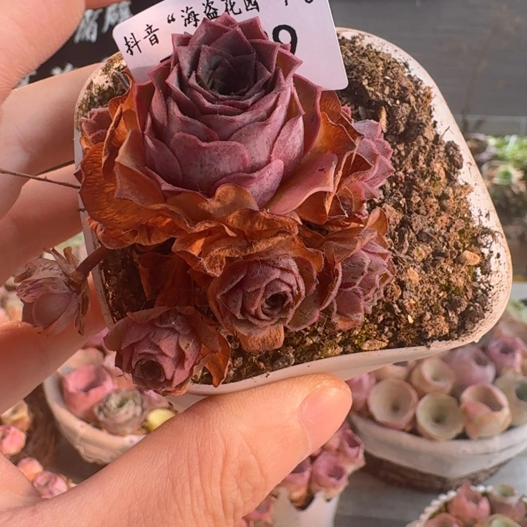 梅***晗TT699 中场福利玫瑰