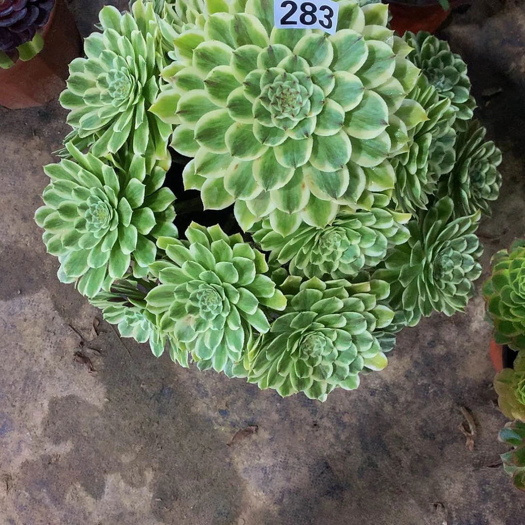 许****园多肉碧浪283.00000