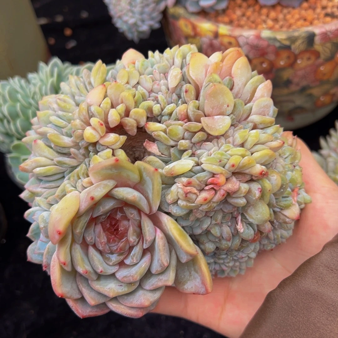 熔晶缀化 叶插盘龙
