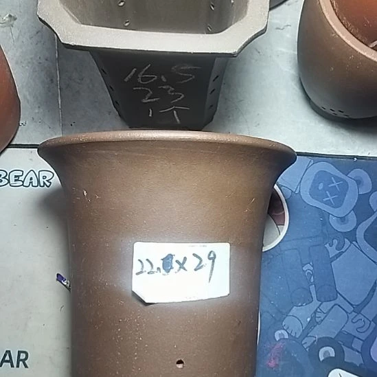 莲花金钟一个花盆