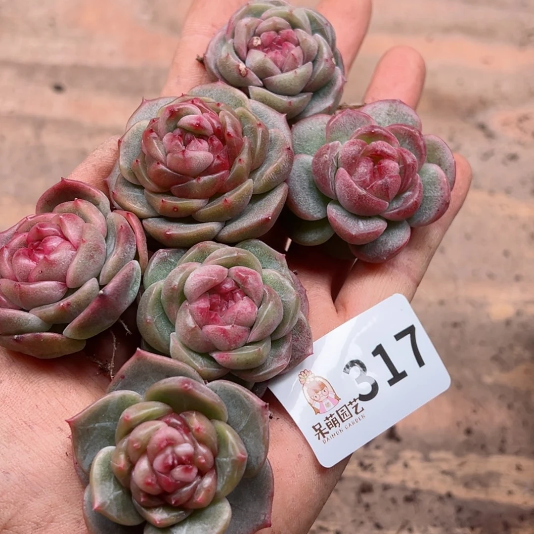 品*多肉植物多肉植物