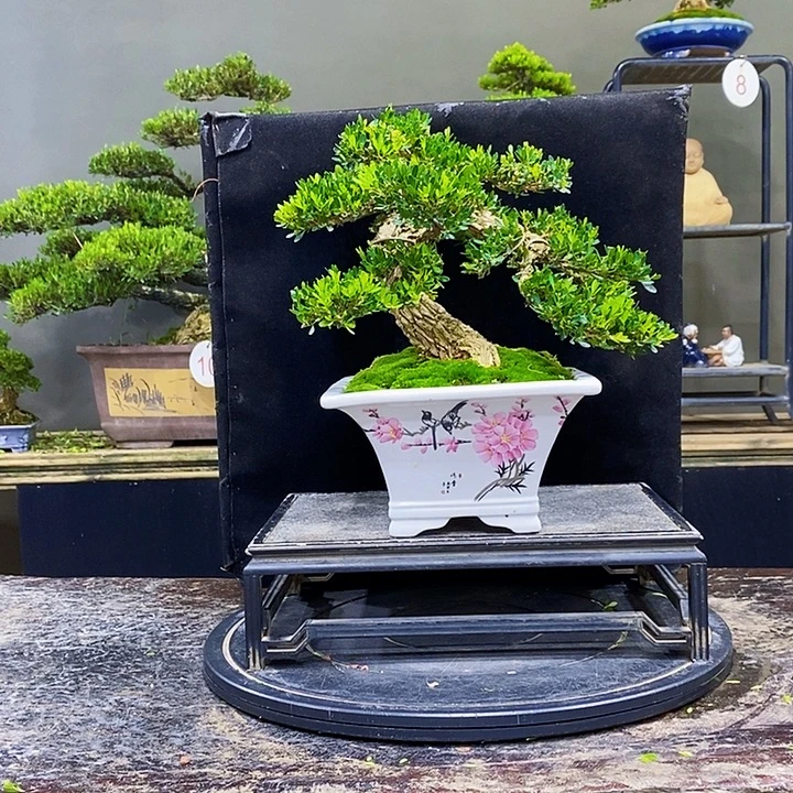 无花朵M黄杨盆景四季常青