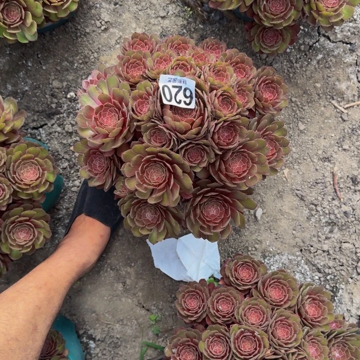 红魔花30-25包邮花花