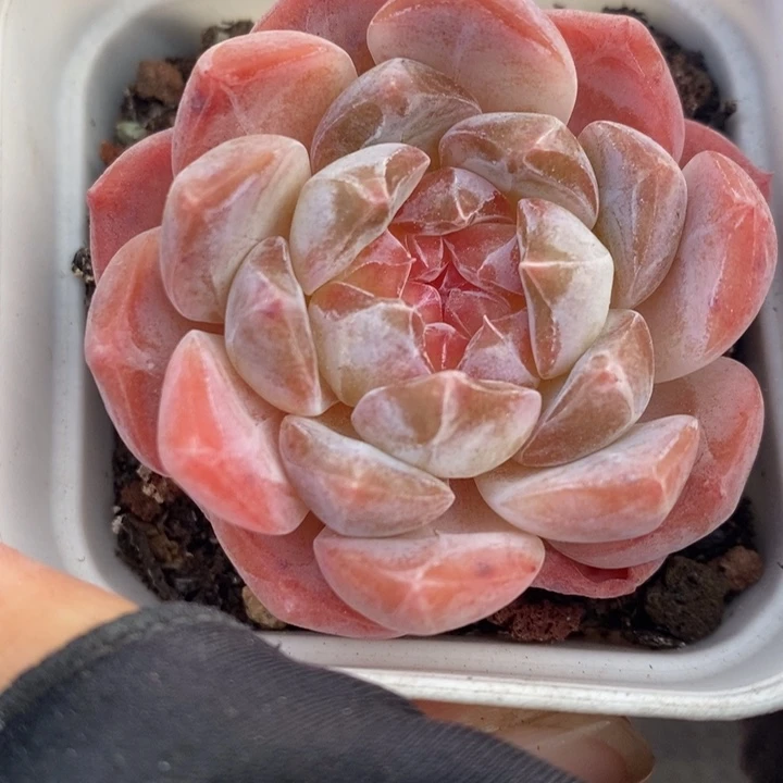 1221-516，粉魄多肉