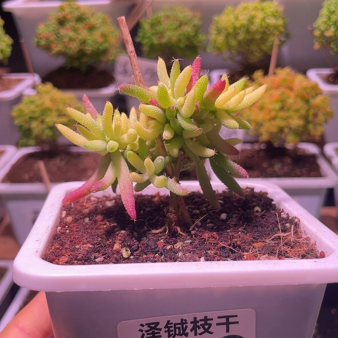 068枝干番杏玉米锦