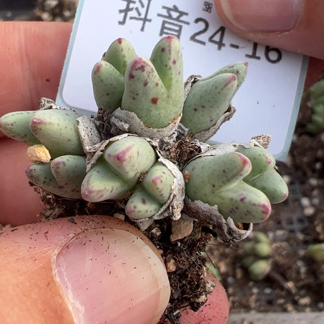 24-16肉锥多肉植物，