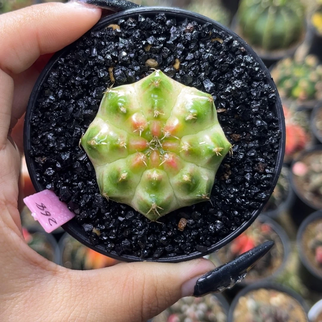 268 泰系白轮回 带盆土发货