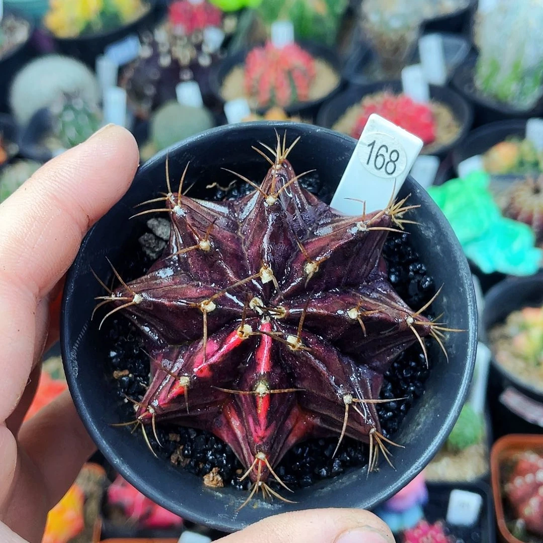 非偏远地区满25包邮仙人球