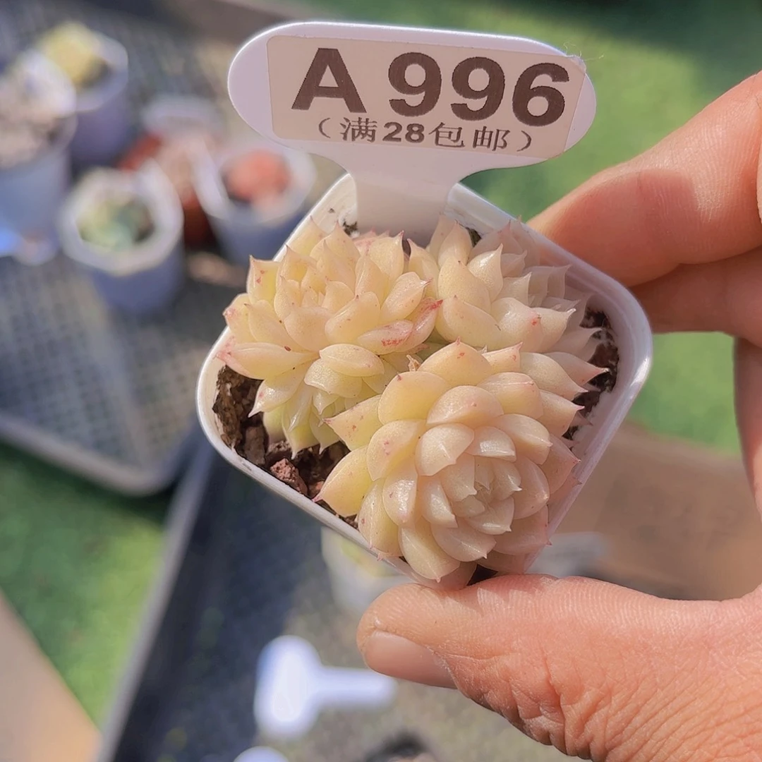 A996麦秆一物一拍