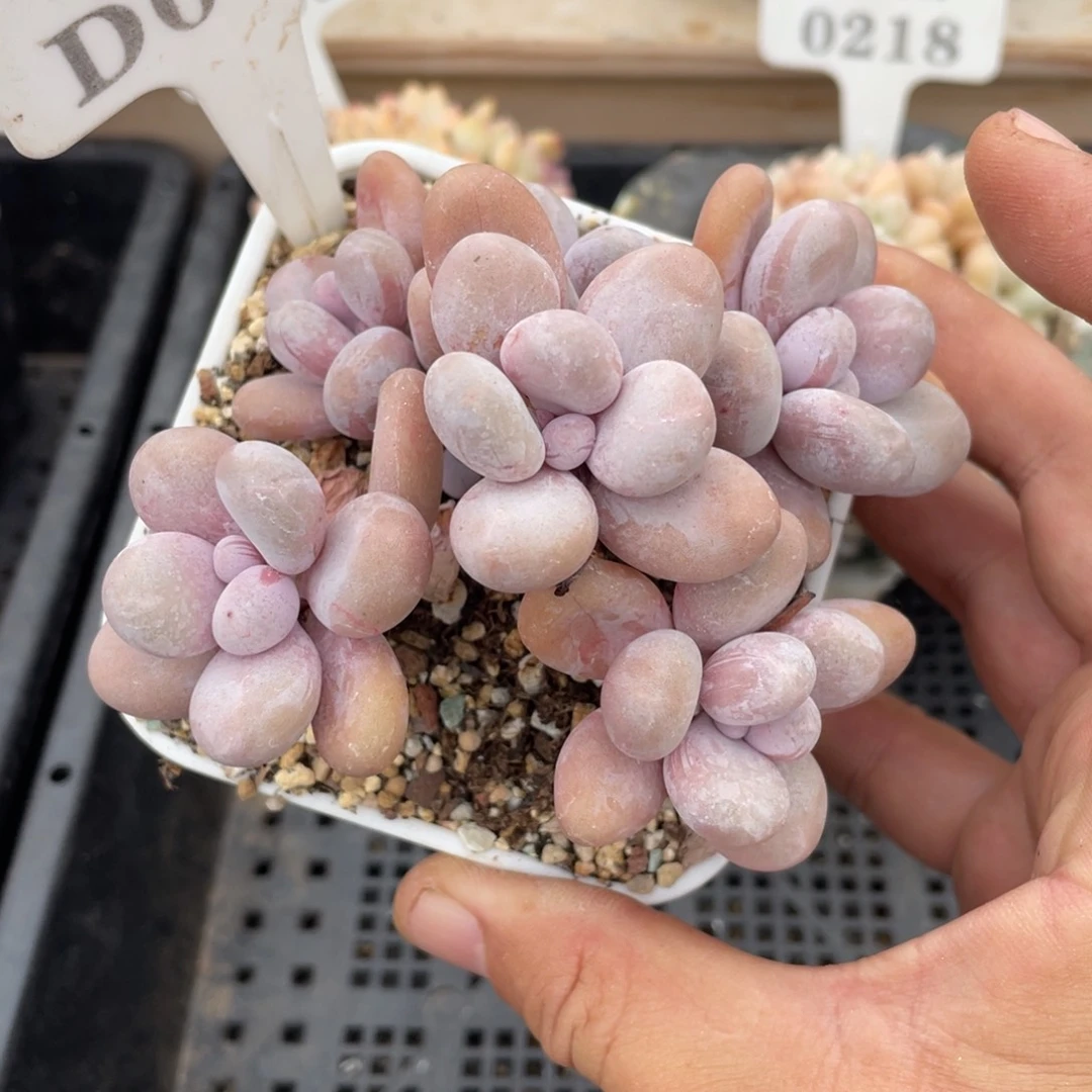 086奶酪不带盆9厘米