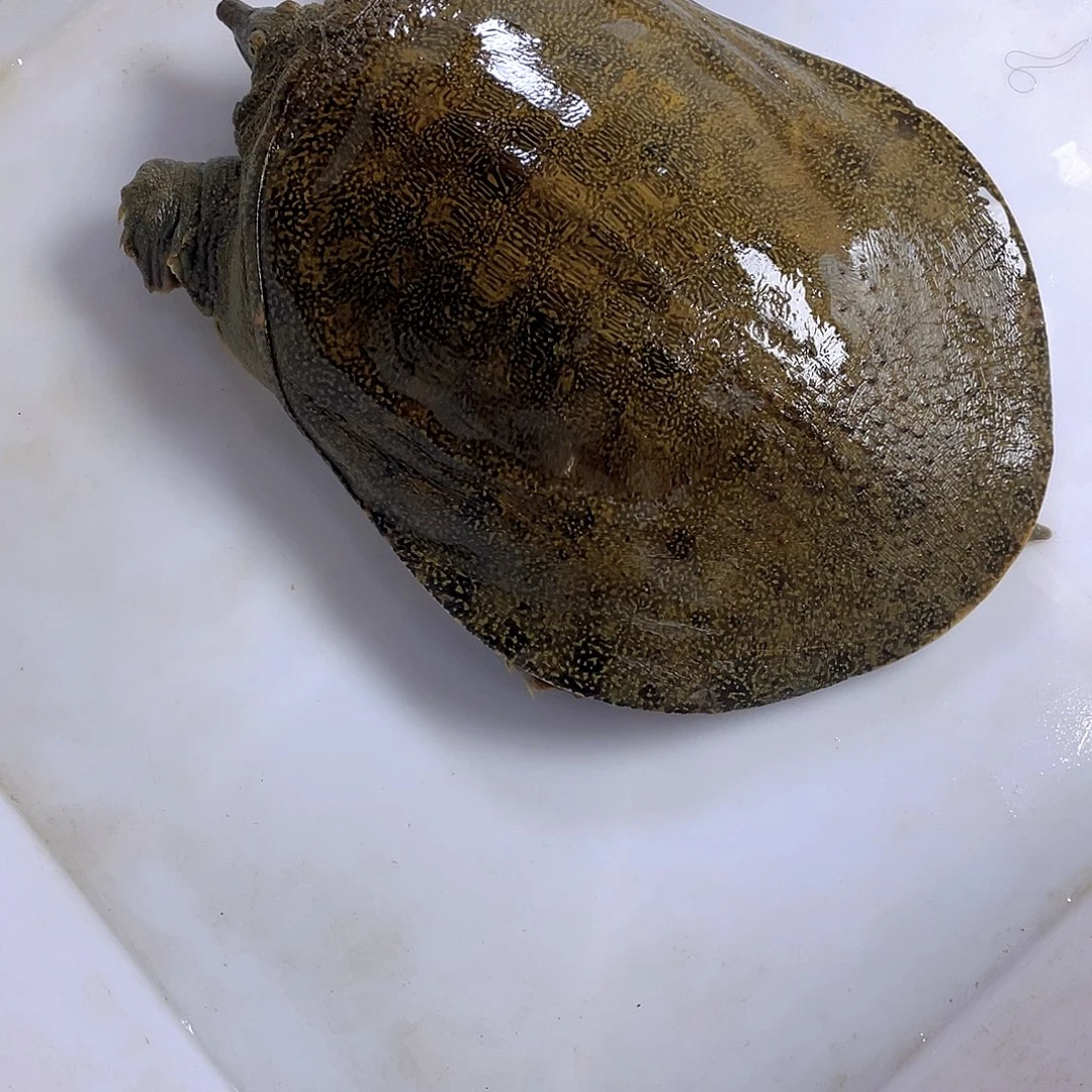 中国大陆12345678