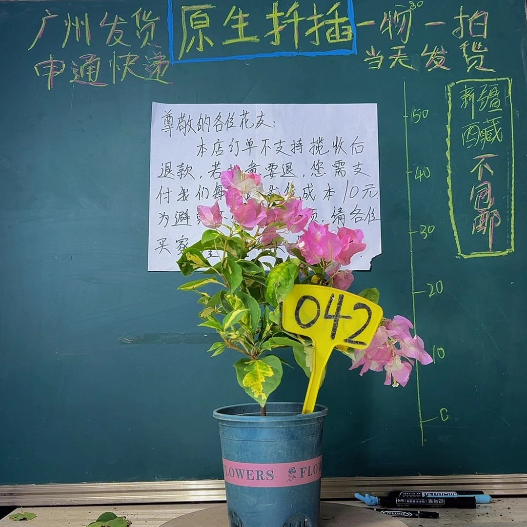 当前无花栽培后可以开花金心橙白042