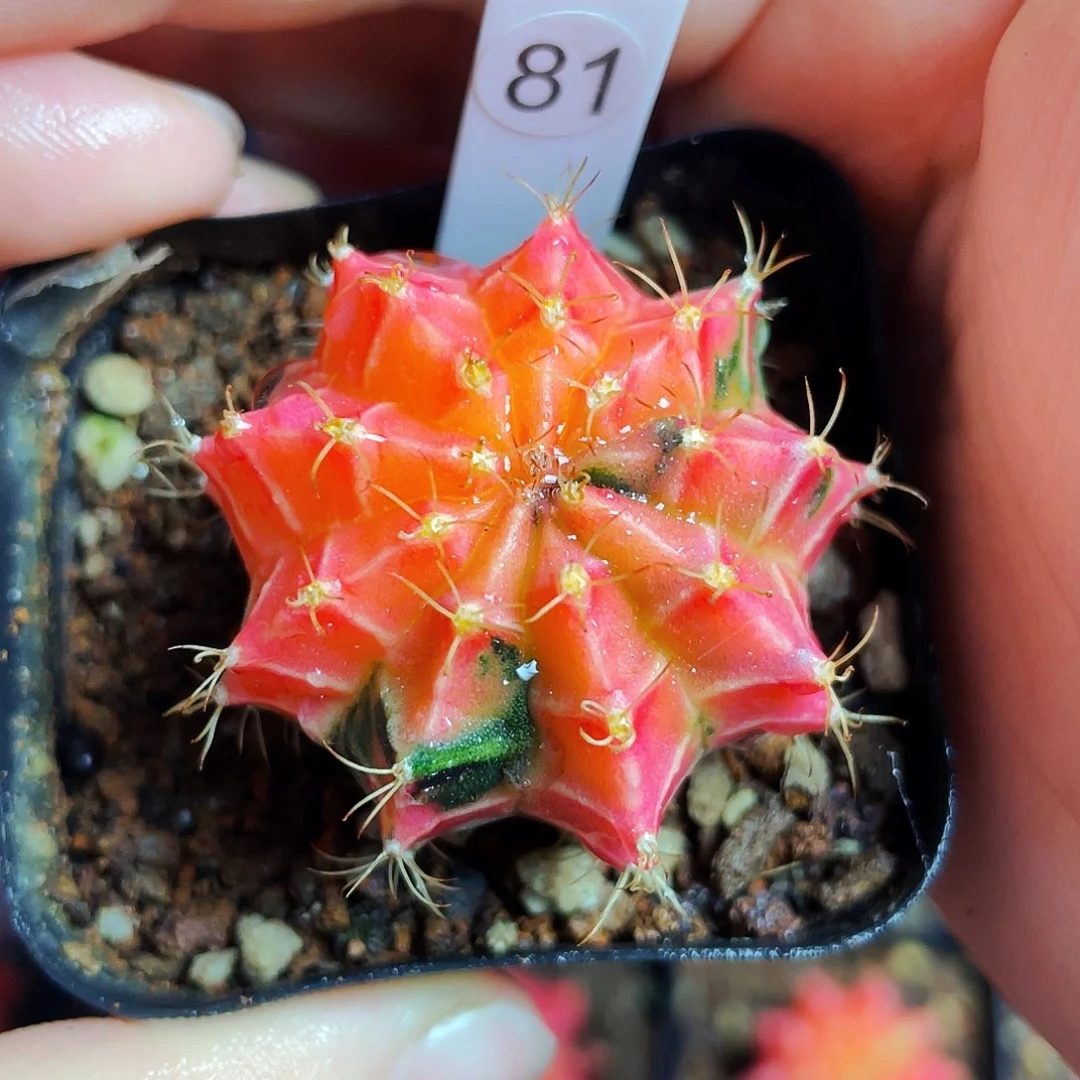 非偏远地区满25包邮仙人球裸根