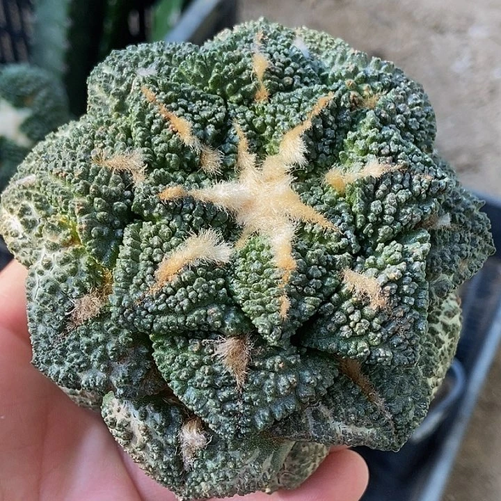 无花朵福利螺旋大尤老龟甲牡丹595