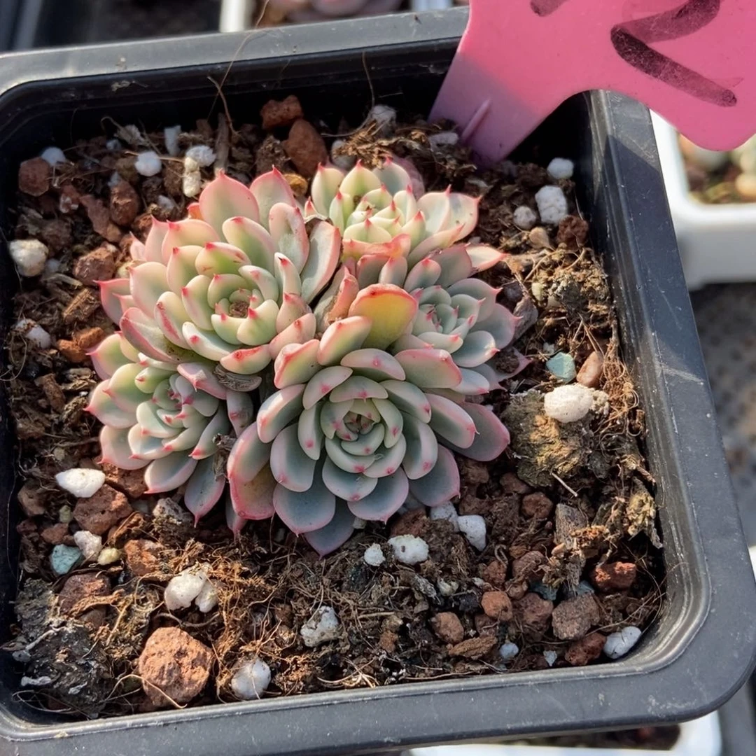 942忌廉锦多肉植物多肉