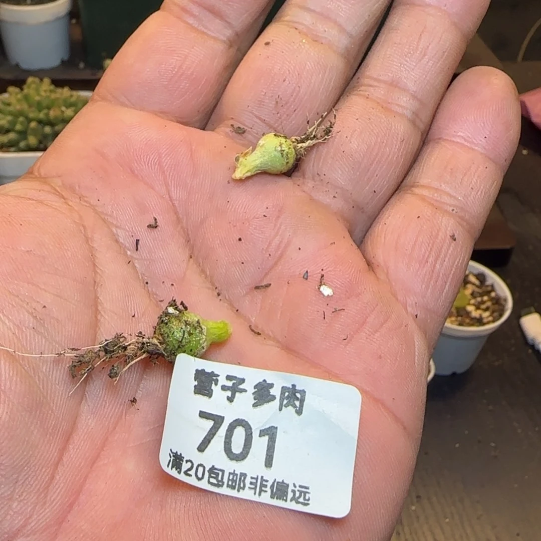 姬**君小葫芦两颗。