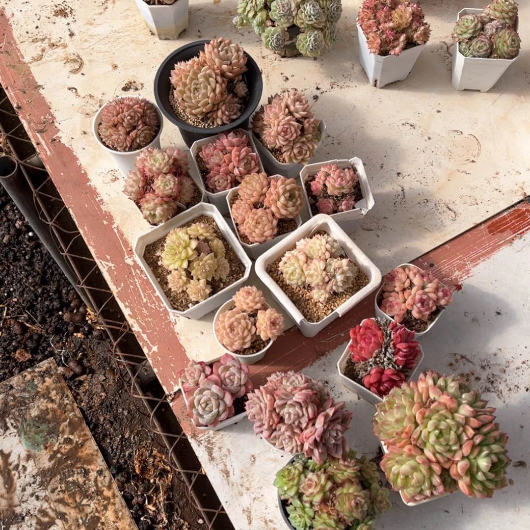 安*545组合16克多肉