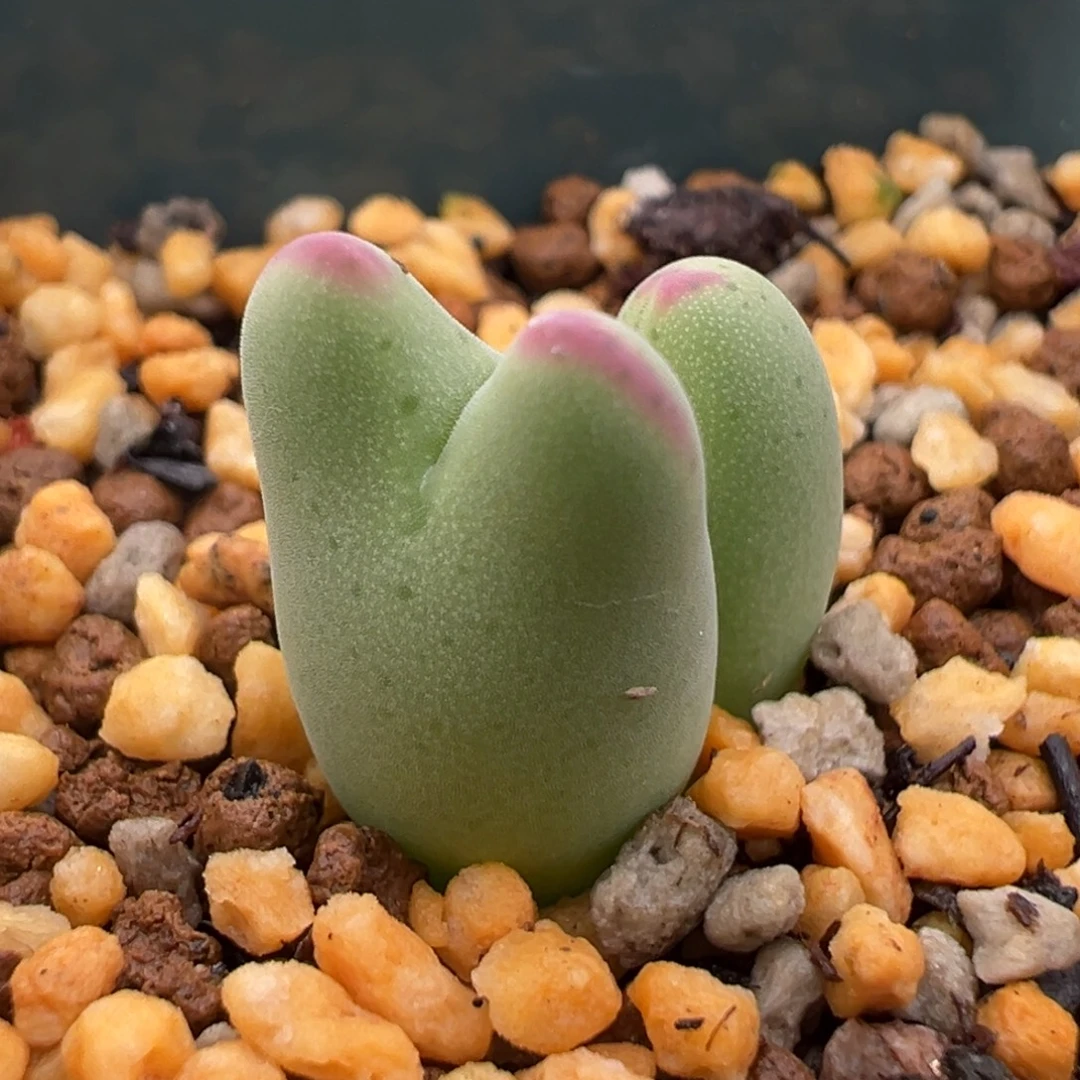 小尾巴怪物 肉锥植物