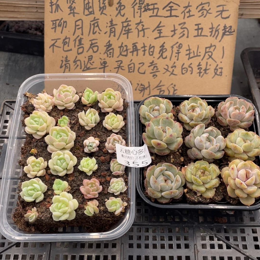 云糖心多肉植物355