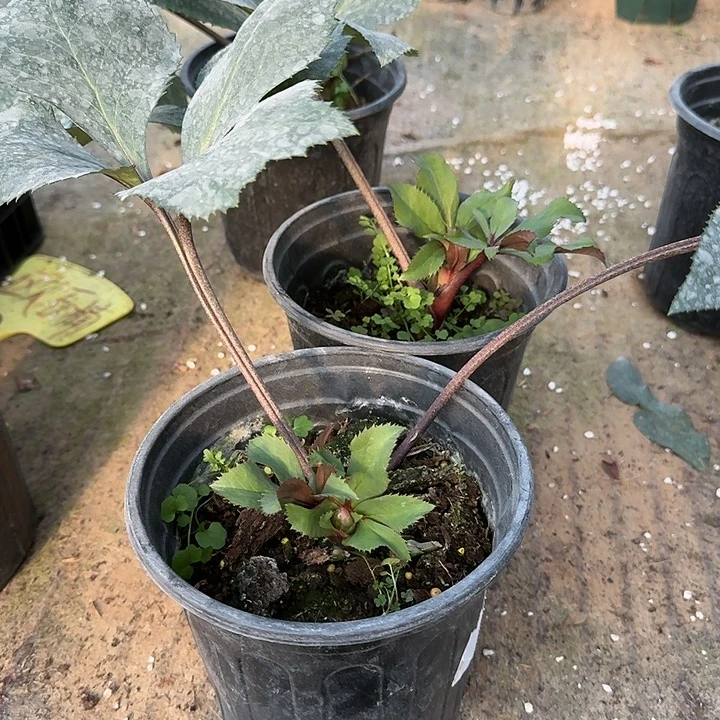 完全开放单瓣铁筷子分株苗