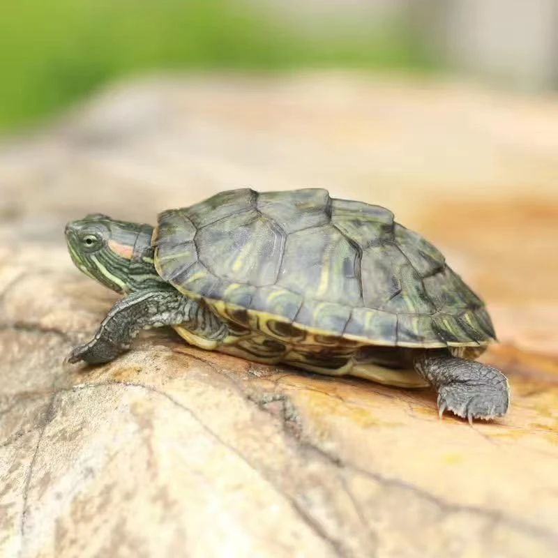乌龟活物宠物观赏龟小乌龟活体送龟粮