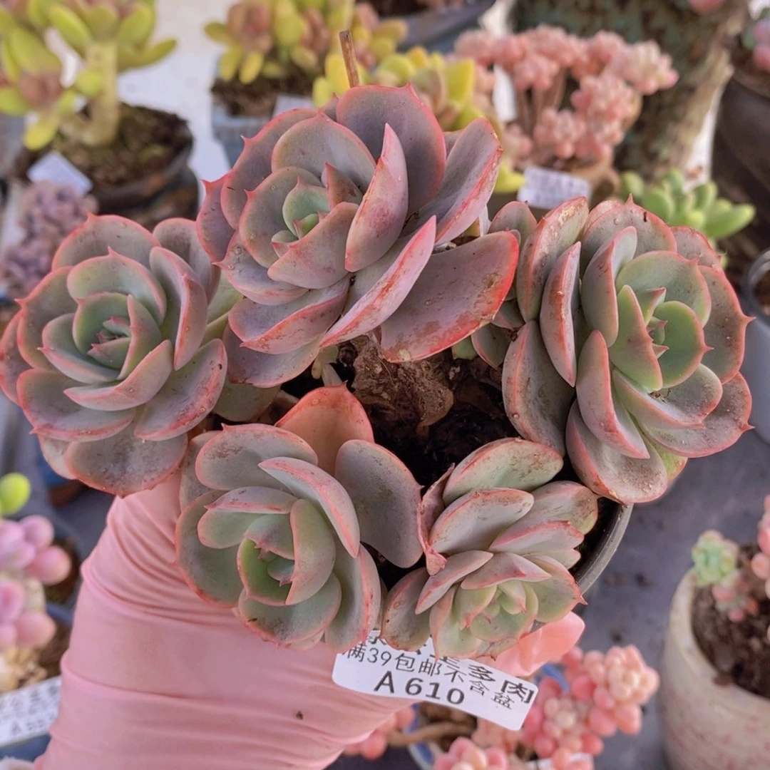 粉色恋人老桩12vm610多肉植物