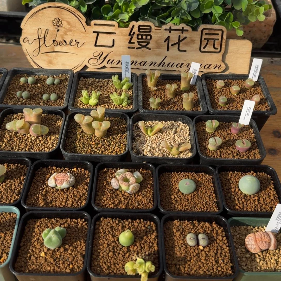 云缦精品番杏 多肉保温箱