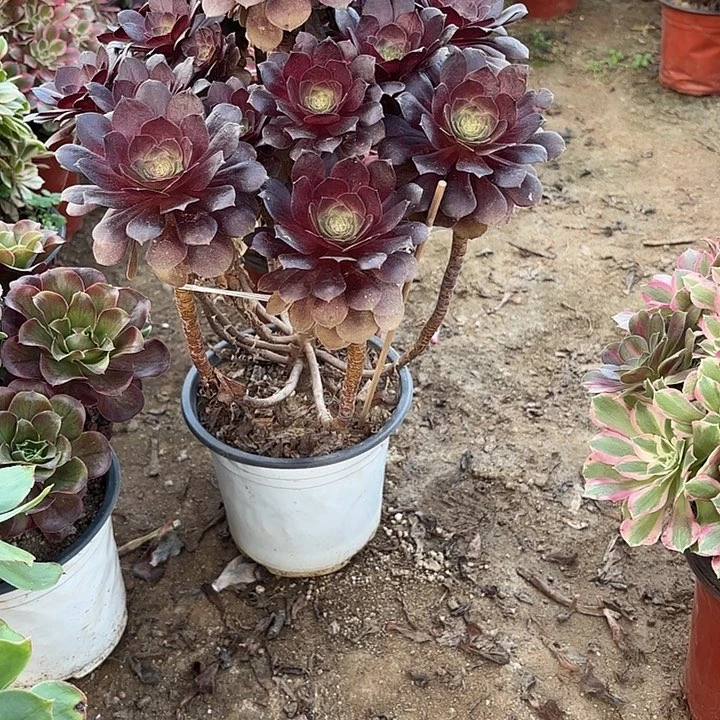 多肉植物赤焰莲55