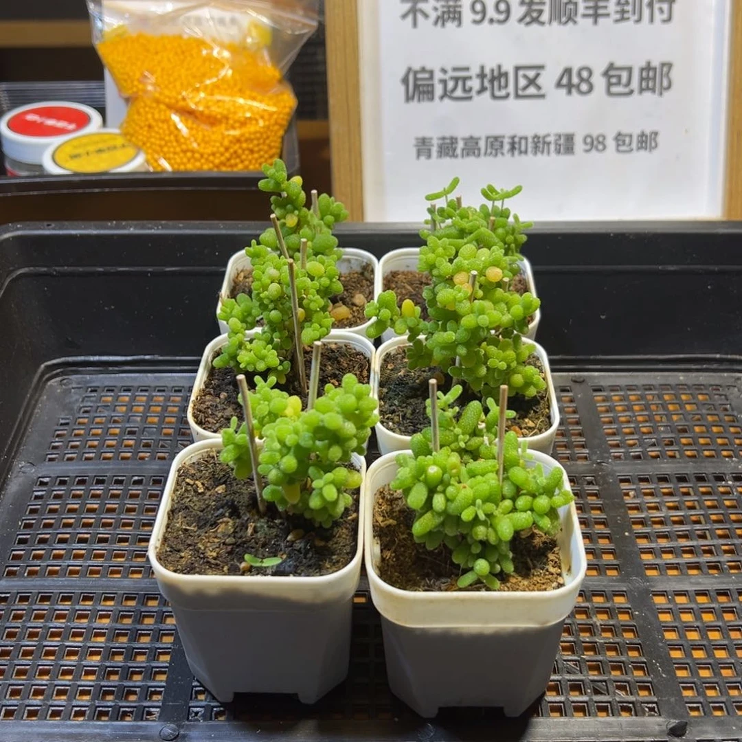 枝干番杏首单福利719